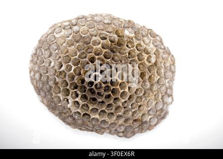 Nid vide d'une guêpe des champs (Polistes dominula), également connue sous le nom de guêpe des champs française ou gauloise Banque D'Images