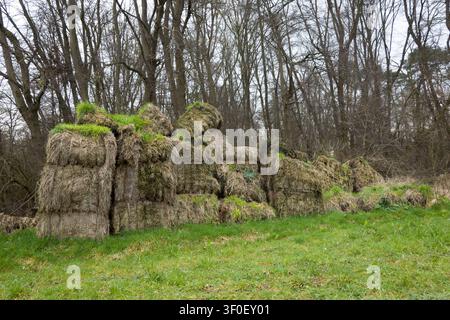 Ballots de paille en décomposition sur une prairie en lisière de forêt, Erftstadt, Rhénanie du Nord-Westphalie, Allemagne Banque D'Images