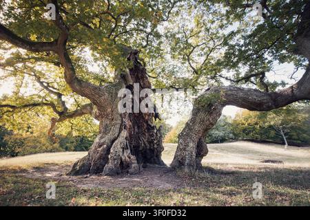 Vue basse dramatique d'un chêne ancien et massif (Quercus robur) avec une structure multi-troncs profondément noueuse et creuse s'étalant largement contre Banque D'Images