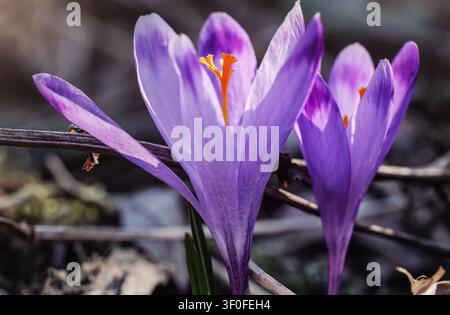 Le soleil brille sur la fleur pourpre et jaune sauvage (Crocus heuffelianus discolor) qui pousse dans l'herbe sèche de printemps Banque D'Images