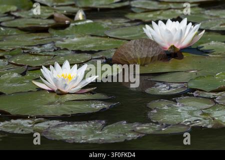 Nymphaea alba, Nymphaea alba, Nymphaea alba, White Water Lily, White Water Lily, White Lotus, Nénuphar, Plante à feuilles flottantes, Plante à feuilles flottantes Banque D'Images
