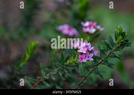 Rose daphne (Daphne cneorum) en fleurs roses délicates sur un feuillage persistant, capturée dans une lumière naturelle douce avec un arrière-plan flou rêveur. Banque D'Images