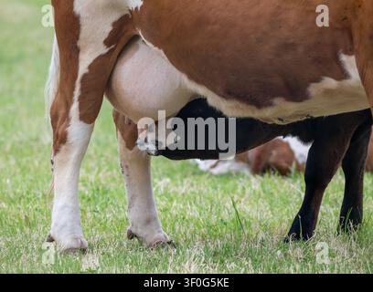 Veau noir tétant sa mère Ayrshire (Bos taurus) dans un pâturage de Hayling Island, Hampshire, Angleterre, Royaume-Uni Banque D'Images