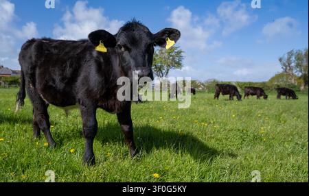 Jeune veau noir (Bos taurus) debout dans un pâturage luxuriant et vert avec un troupeau de bovins broutant derrière sur Hayling Island, Hampshire, Angleterre, U Banque D'Images