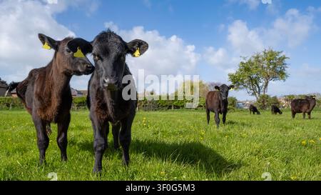 Deux jeunes veaux noirs (Bos taurus) debout ensemble dans un pâturage vert avec du bétail en train de paître à l'arrière-plan, île de Hayling, Hampshire, Angleterre, Royaume-Uni. Banque D'Images