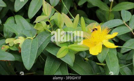 Une bourdon collecte du nectar d'une grande fleur jaune vif dotée de nombreux longs filets. Un gros plan de l'abeille est vu contre le fond Banque D'Images