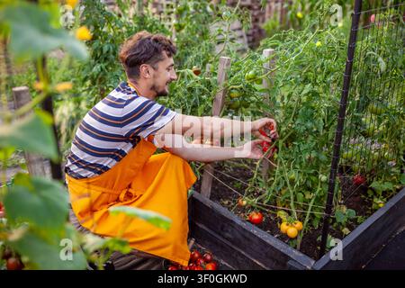 Jeune fermier cueillant des légumes dans des plates-bandes surélevées dans un jardin d'été. Homme heureux récoltant des tomates et des concombres cultivés biologiquement Banque D'Images