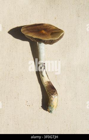 Champignon magique Psilocybe cubensis fraîchement récolté, posé sur un tissu beige brut sous la lumière naturelle du soleil. Banque D'Images