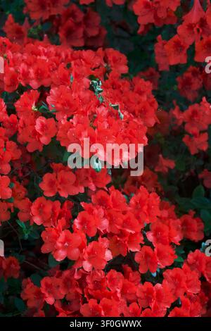 Rhododendron rouge en pleine floraison dans le jardin Banque D'Images
