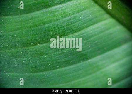 Macro rapprochée de la texture vibrante des veines d'une feuille tropicale verte Banque D'Images