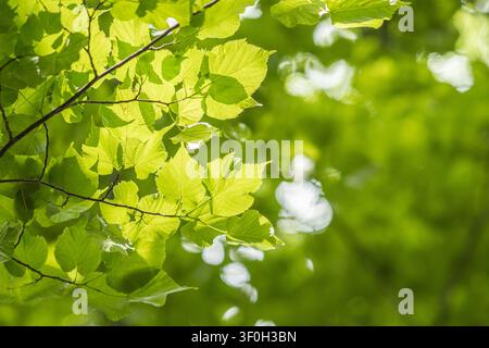 Vue rapprochée de feuilles de tilleul d'un vert éclatant illuminées par le soleil par derrière, créant un effet de fond lumineux et texturé Banque D'Images