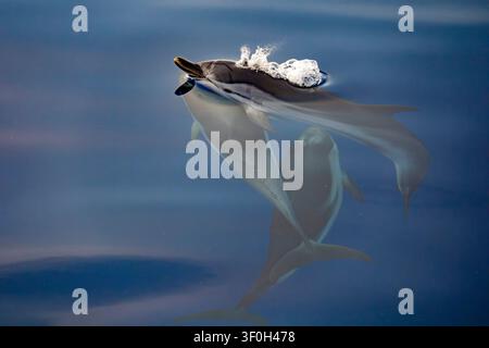Groupe de dauphins à rayures juste sous la surface de la mer Banque D'Images