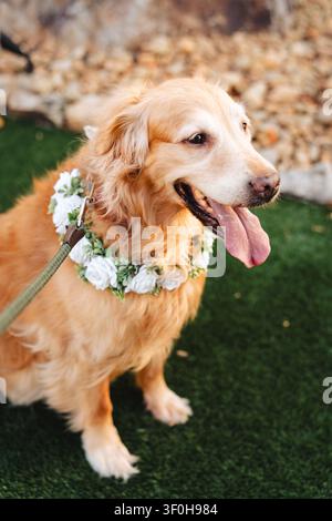Golden Retriever portant un collier de fleurs blanches debout sur l'herbe Banque D'Images