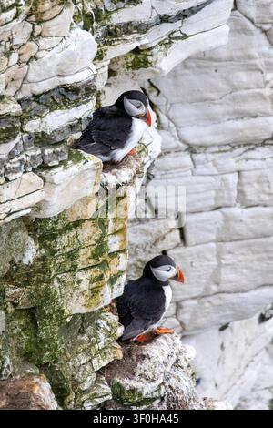 Deux macareux moine reposant sur de petits rebords rocheux le long d'une falaise de craie abrupte et texturée à Flamborough Head, Yorkshire. Banque D'Images