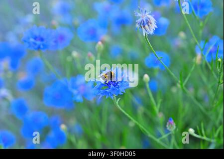 Bourdon collectant du nectar d'une bleuette dans une prairie estivale. Banque D'Images