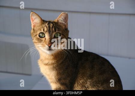 Portrait d'un charmant chaton gris au pelage doux Banque D'Images