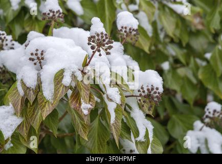 Araliacées, vent des arbres, lierre commun, lierre, Hedera helix, lierre, flore, plantes, neige, hiver Banque D'Images
