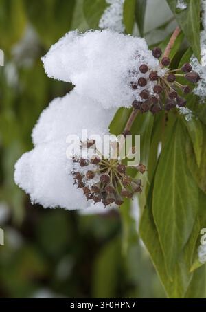 Araliacées, vent d'arbre, lierre commun, lierre, Hedera helix, lierre, flore, grande taille, format vertical, plantes, neige, neige, hiver Banque D'Images