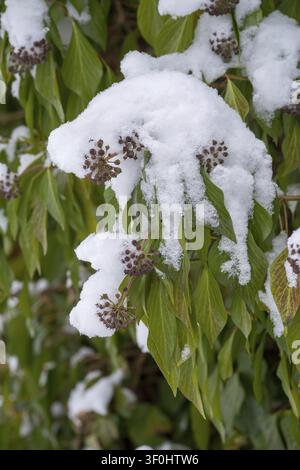 Araliacées, vent d'arbre, lierre commun, lierre, Hedera helix, lierre, flore, grande taille, format vertical, plantes, neige, neige, hiver Banque D'Images