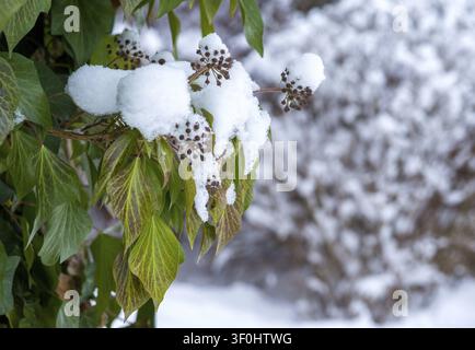 Araliacées, vent des arbres, lierre commun, lierre, Hedera helix, lierre, flore, plantes, neige, hiver Banque D'Images