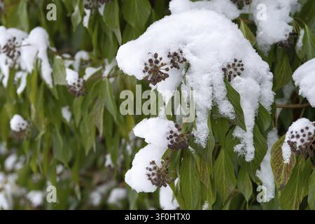 Araliacées, vent des arbres, lierre commun, lierre, Hedera helix, lierre, flore, plantes, neige, hiver Banque D'Images