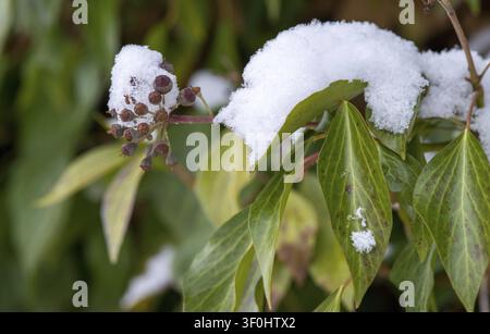 Araliacées, vent des arbres, lierre commun, lierre, Hedera helix, lierre, flore, plantes, neige, hiver Banque D'Images