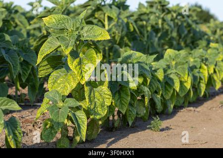 gros plan d'une jeune plante de tournesol (Helianthus annuus) présentant une chlorose des feuilles dans un champ agricole sec pendant la journée, mettant en évidence les défis agricoles Banque D'Images