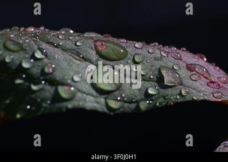 Photographie macro des gouttes d'eau claires reposant à la surface d'une feuille, mise au point sélective nette montrant la tension de l'eau en détail. Banque D'Images