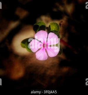 La lueur délicate d'une petite fleur de pervenche rose Banque D'Images