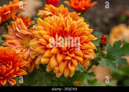 Close-up de fleurs de chrysanthème orange vives en pleine floraison dans un jardin durant l'automne. Beau fond floral saisonnier pour le jardinage, la nature, les paysages Banque D'Images