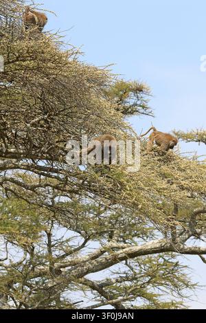 Pavians olivâtres, Papio anubis, se nourrissant des fleurs et des graines d'un arbre d'acacia dans le parc national du Serengeti, vallée de Seronera, Tanzanie Banque D'Images