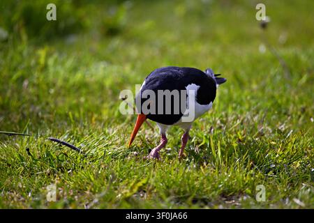 Portrait animalier magnifique d'un huîtrier pie (Haematopus ostralegus) Banque D'Images