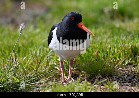Portrait rapproché d'un huîtrier pie eurasien curieux (Haematopus ostralegus) Banque D'Images