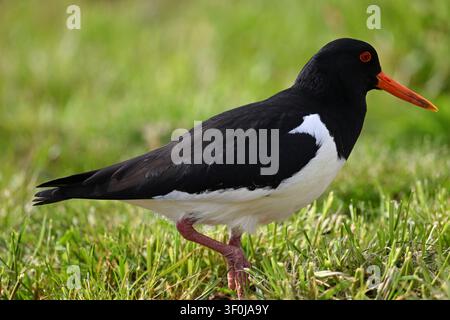 Portrait animalier magnifique d'un huîtrier pie (Haematopus ostralegus) Banque D'Images