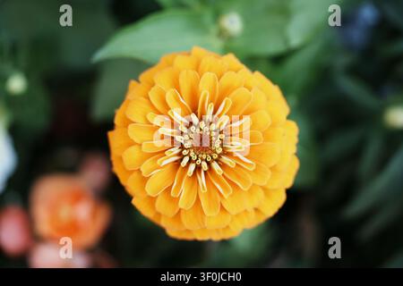 Un gros plan détaillé à angle élevé capturant une fleur de zinnia orange vibrante en pleine floraison. L'image met en valeur la structure complexe et stratifiée des pétales Banque D'Images