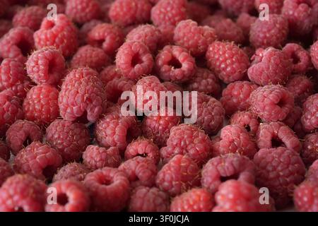 Les framboises rouges mûres close up Banque D'Images