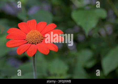 Soucourant de tournesol mexicain orange éclatant dans un jardin ensoleillé. Banque D'Images