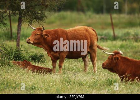 Scène rustique de ferme d'une vache brune à cornes debout dans un pré herbeux avec des veaux se reposant à proximité, lumière naturelle douce, profondeur de champ peu profonde, campagne rurale Banque D'Images