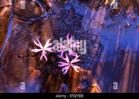 Image artistique de délicats pétales de fleurs roses flottant sur l'eau sombre, montrant des ondulations et des reflets dans les couleurs originales, créant une surface calme et abstraite Banque D'Images