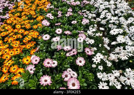 Fleurs d’Osteospermum en variétés orange, rose et blanche. Stock de pépinière, présentation en magasin de jardinage, floraison printanière, arrangement floral. Banque D'Images