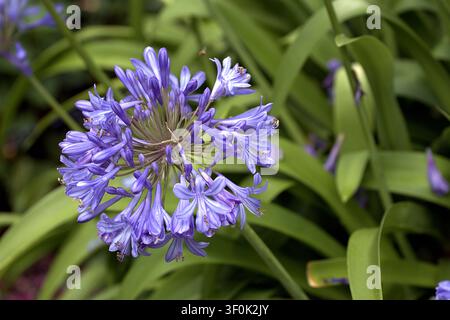 Fleur d’agapanthe violette en grappes, lys du Nil en floraison. Banque D'Images