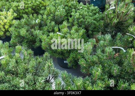 Des buissons de pin des montagnes en pot sont regroupés sur le sol d'une pépinière de jardinage commerciale. Plantes de jardin d'hiver, plantes résistantes au froid, toute l'année Banque D'Images