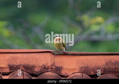 Un Guêpier à queue bleue vif (Merops philippinus) est perché sur une vieille tuile de terre cuite, regardant directement la caméra. Son plumage vert et rouge Banque D'Images