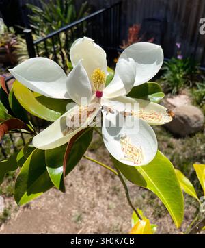Une fleur de magnolia du Sud, merveilleusement parfumée et très attirante pour les pollinisateurs comme les abeilles à miel grâce à son nectar. Banque D'Images