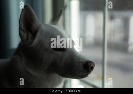 Chien en attente près de la fenêtre. Husky en attente observe à l'extérieur. Animal de compagnie patient qui attend à l'intérieur. Compagnon loyal qui attend à la maison. Banque D'Images