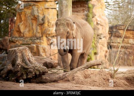 Éléphant enroulant sa trompe dans un zoo Banque D'Images