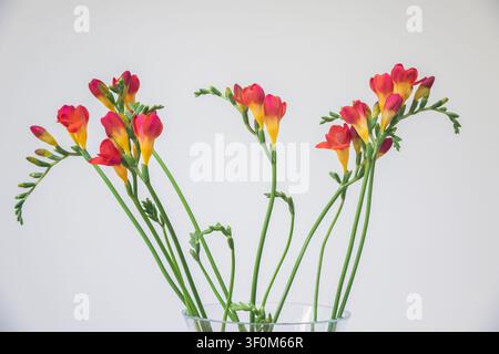 Fleurs de freesia rouges avec des boutons en floraison sur fond blanc Banque D'Images