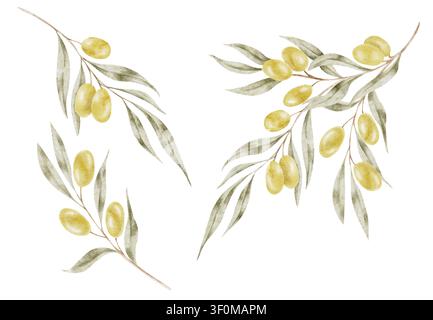 Composition de clipart aquarellée de feuilles d'olivier vertes et d'olives dorées avec des branches séparées pour les invitations de mariage, les emballages cosmétiques, les cartes de vœux, les menus de restaurant, le branding et la papeterie. Banque D'Images