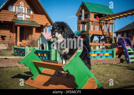 Un grand Mastiff tibétain noir se tient confiant sur une rampe d'agilité en bois peinte en vert dans la cour colorée d'une propriété de datcha russe. Banque D'Images
