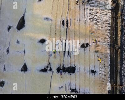 Vue aérienne d'ouvriers du sel ratissant et collectant du sel dans les marais salants cristallins de Laem Phak Bia, Thaïlande. Banque D'Images